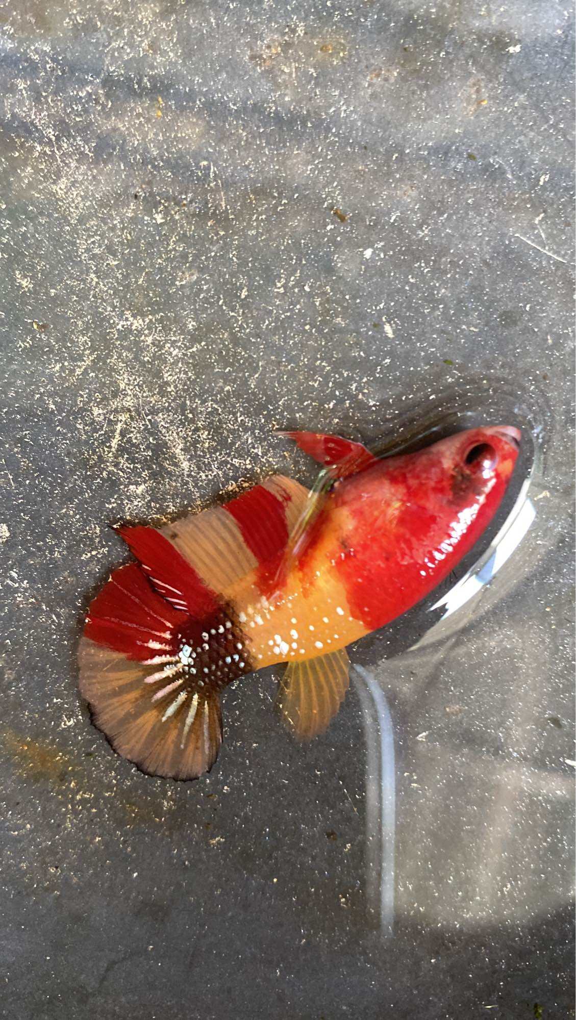 Mái Muti nemo