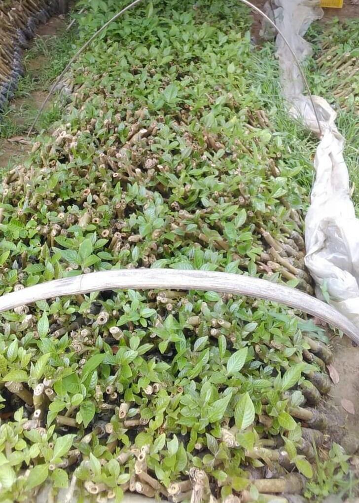 Cây giống chè khổng lồ và hoàn ngọc để chăn nuôi