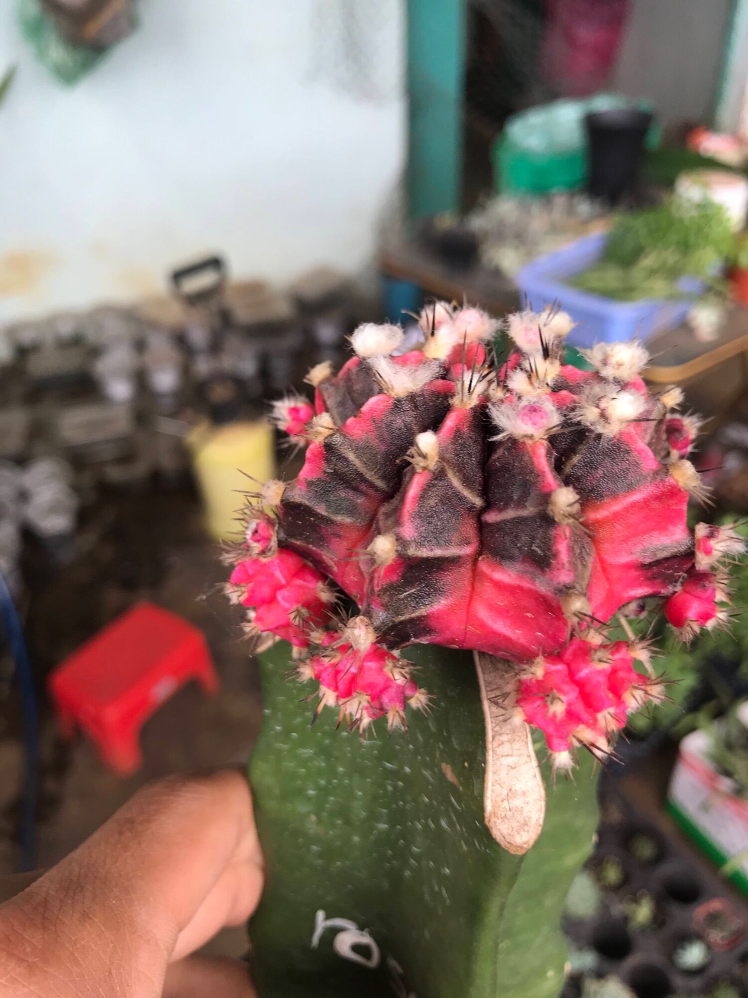 Xương rồng ROSE lem tháp siêu phẩm