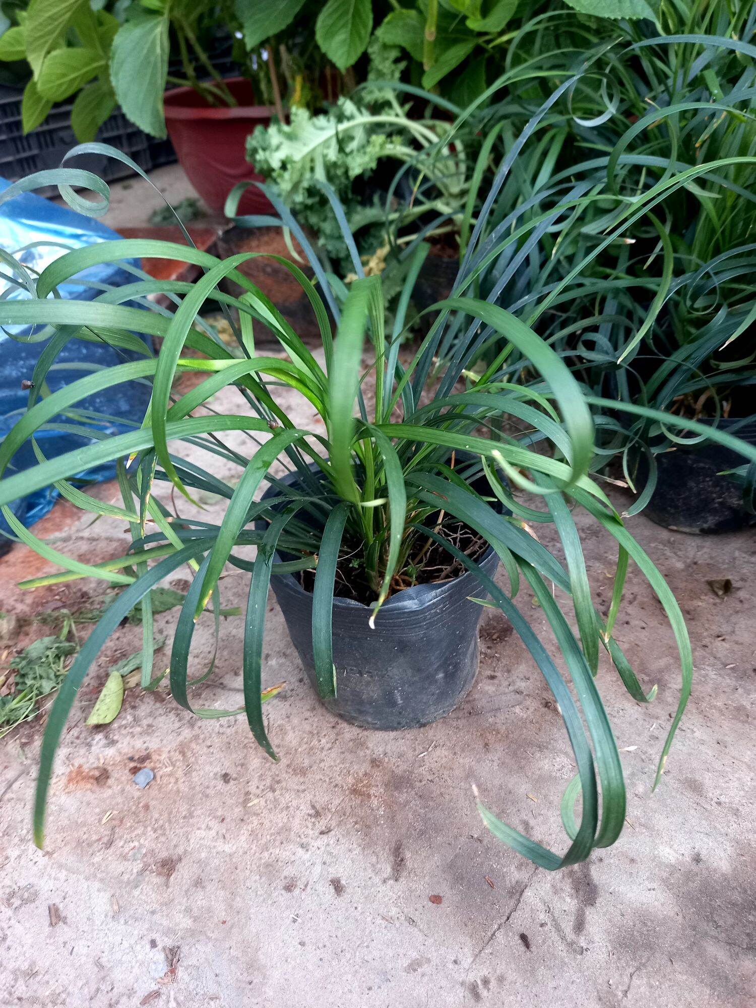cây ngãi quoắn làm ăn.
