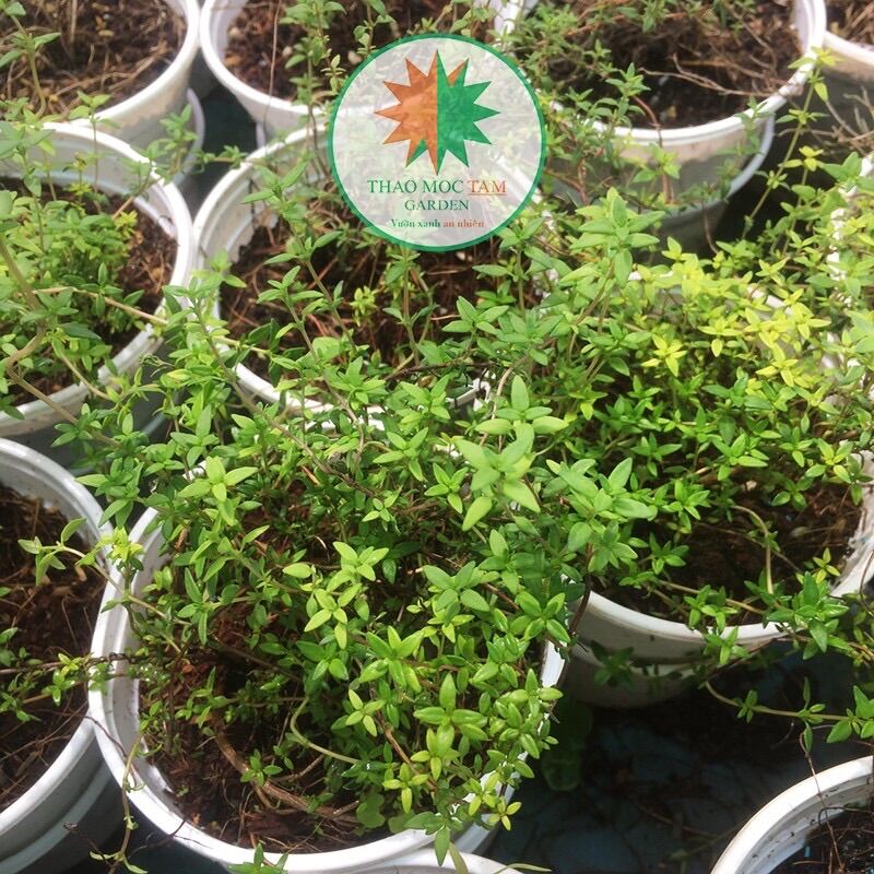 Cây Thyme/ Chậu cỏ xạ hương (cây gia vị)