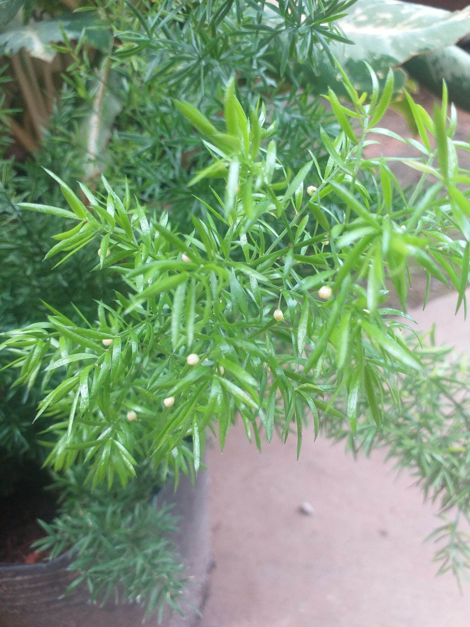 Cây đuôi chồn