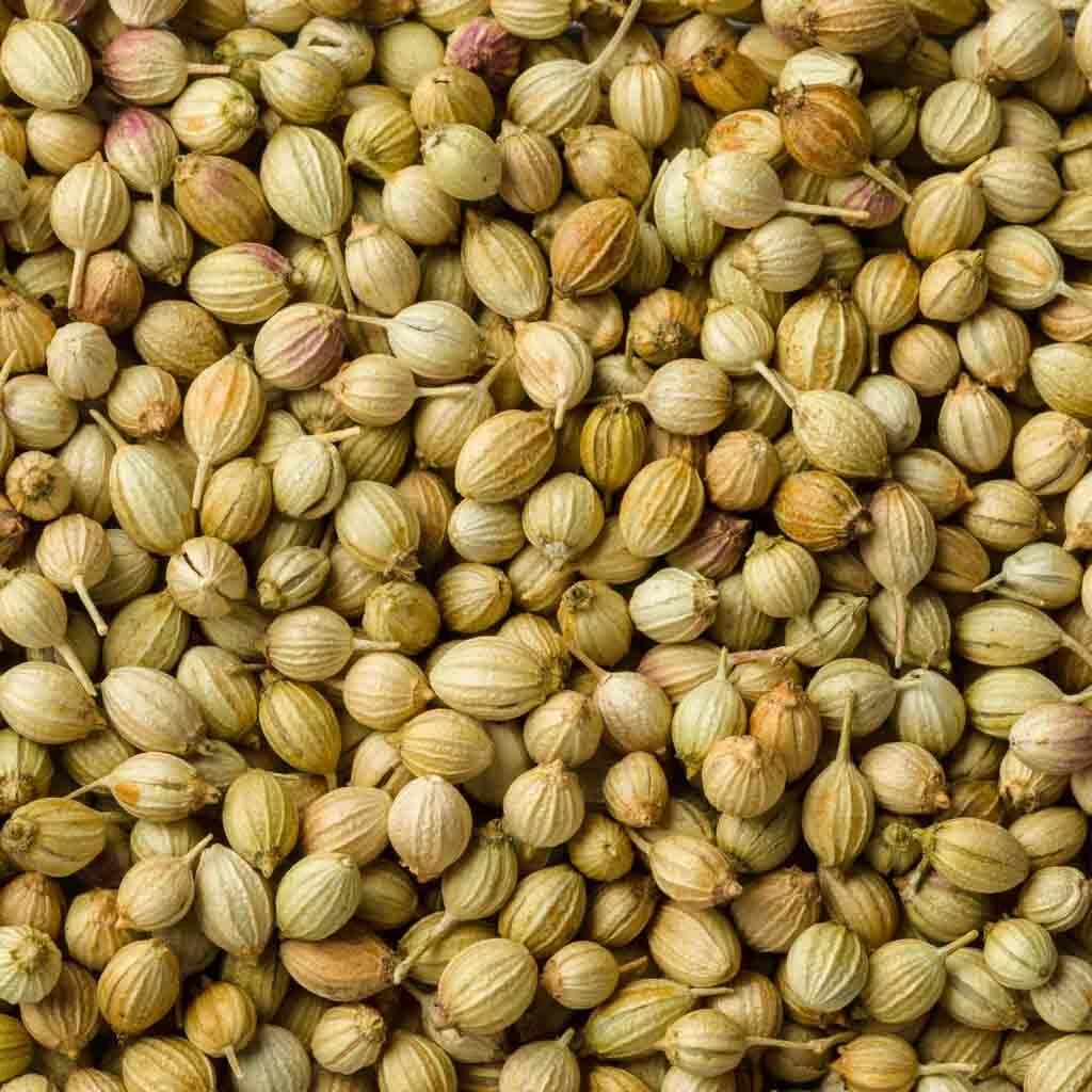 Coriander Seeds - Hạt Mùi - Hạt Ngò 1kg
