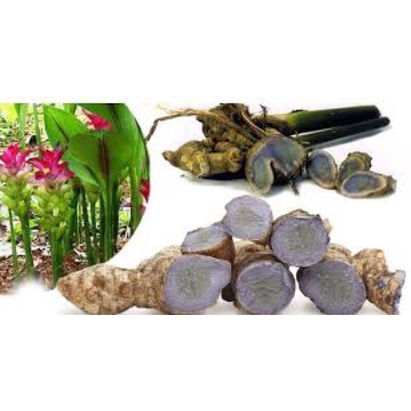 củ nghệ đen tươi chuẩn hình