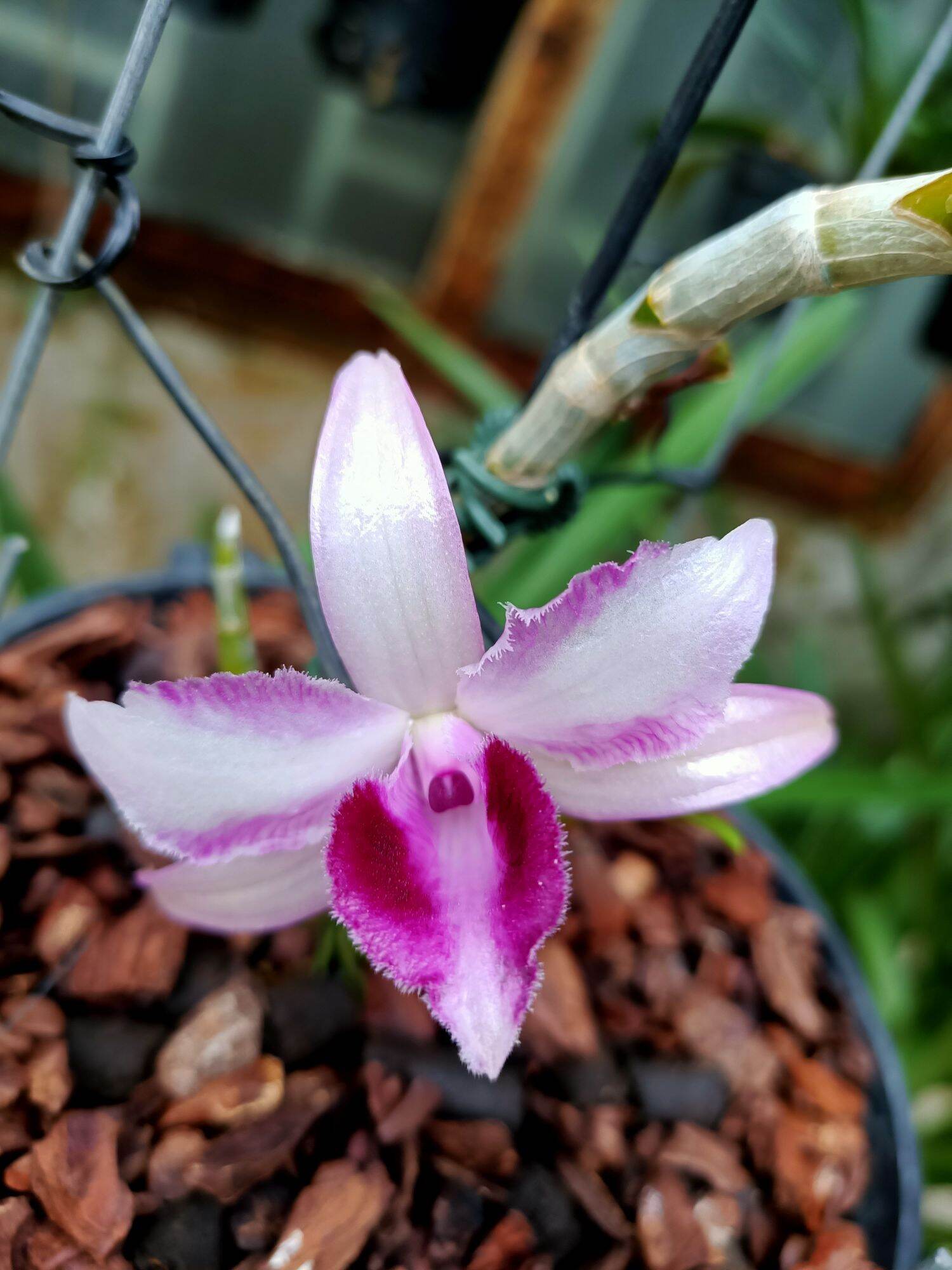 Cây giống lan giả hạc Phượng Hoàng Lửa ( gh sáu mắt lâm đồng)