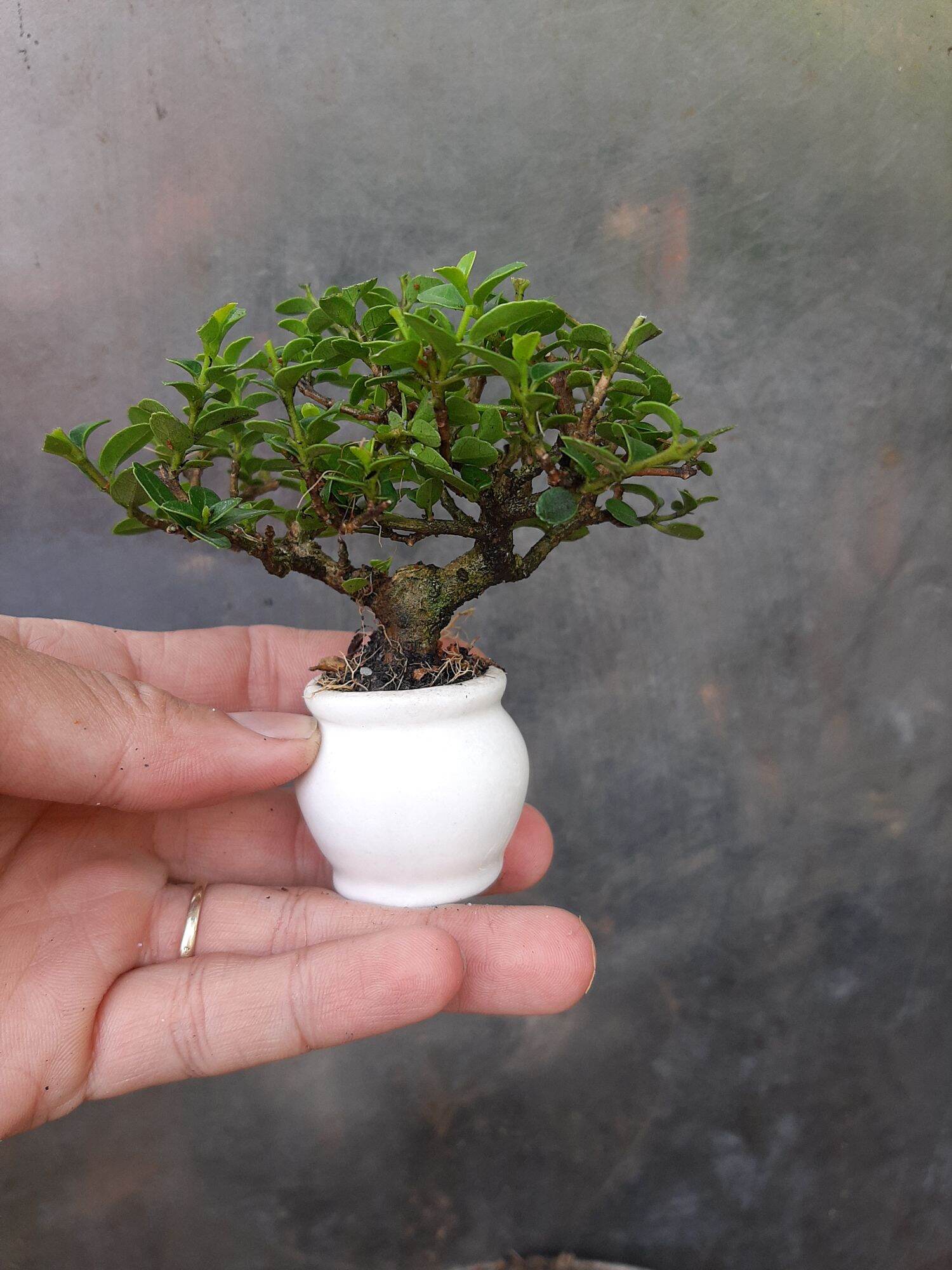 Sam hương siêu mini để bàn