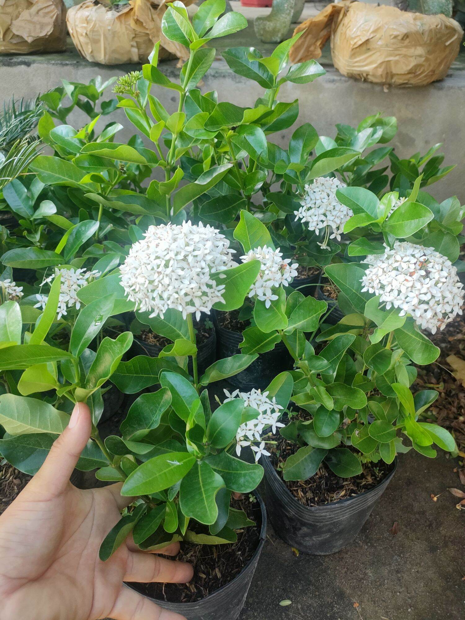 Trang trắng lá trung ( mẫu đơn hoa trắng )