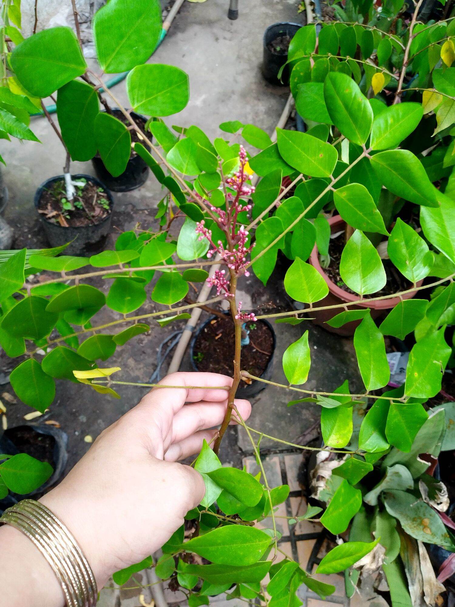 Cây khế ngọt