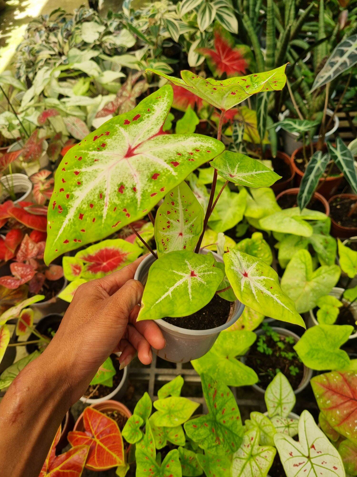 Cây môn vàng đốm - Caladium