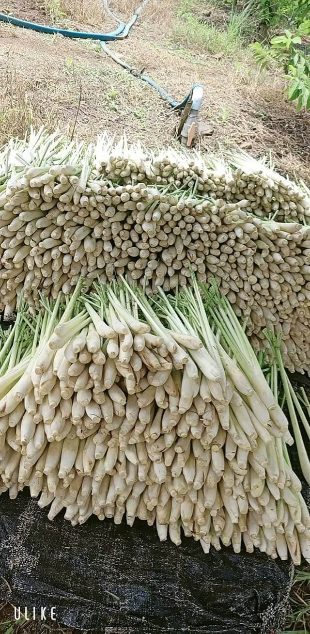sã tươi (1kg)