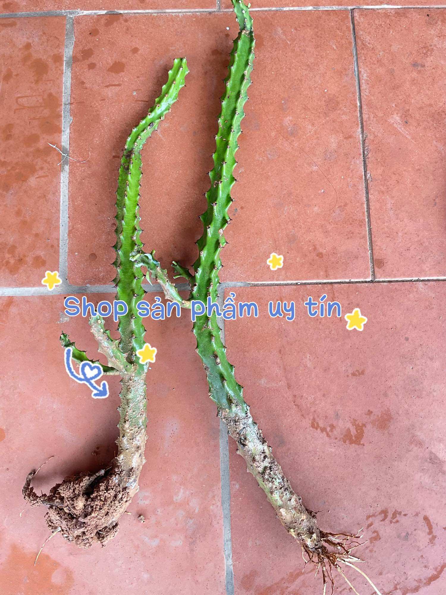 Xương rồng ngọc lân thân giống