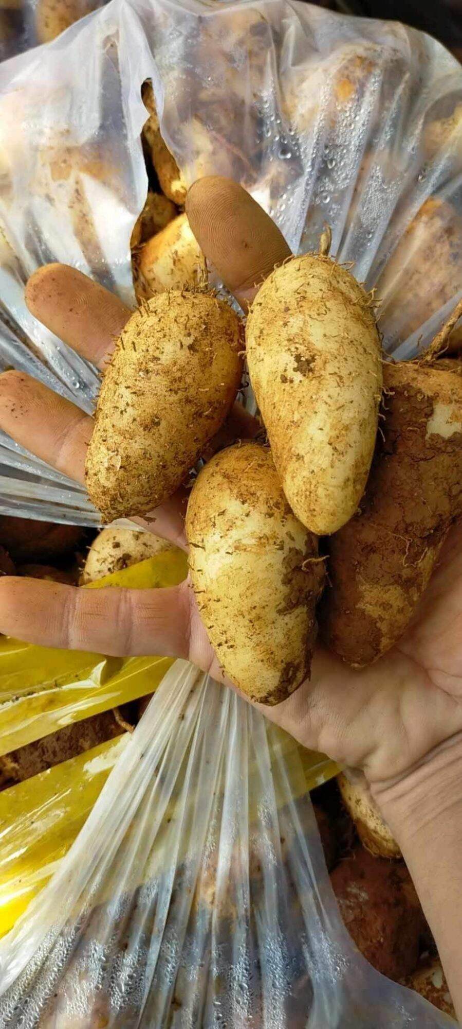1kg củ lùn tươi ngon