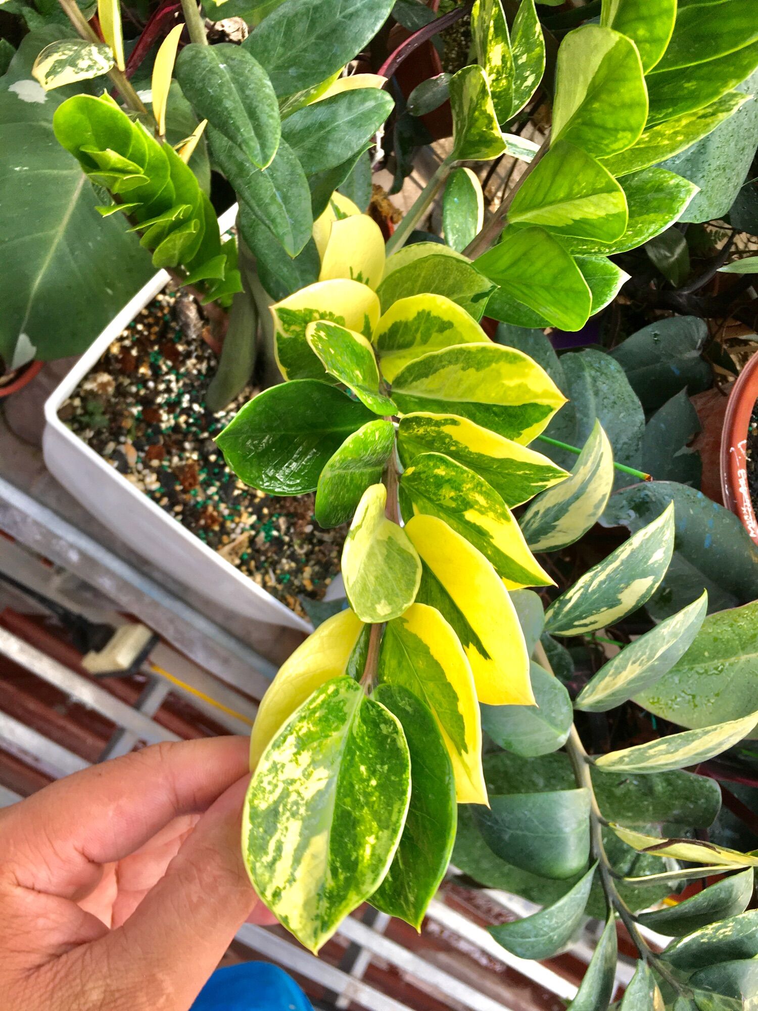 Cây kim tiền var ( đột biến ) vàng