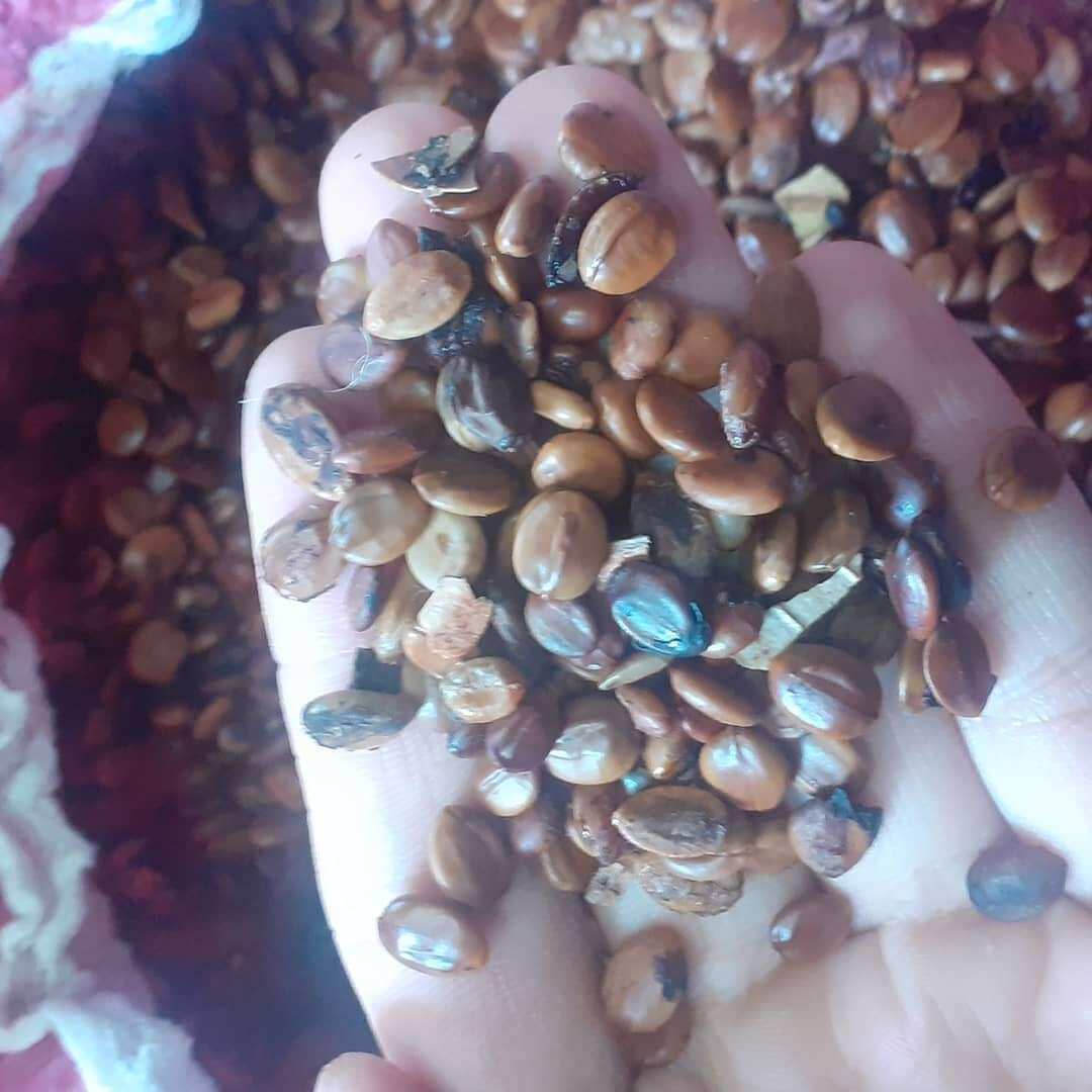100 gram hạt giống muồng hoàng yến (muồng vàng osaka)