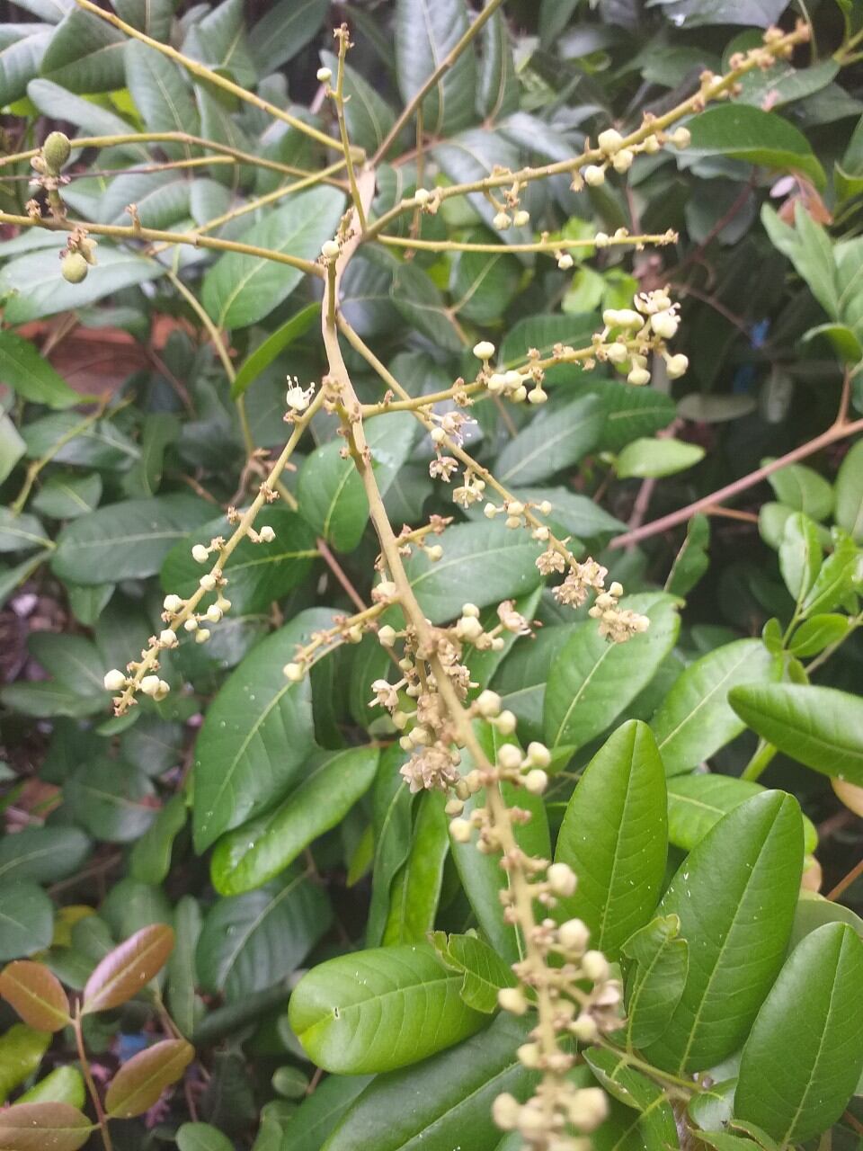 cây giống thanh nhãn cao 60cm.