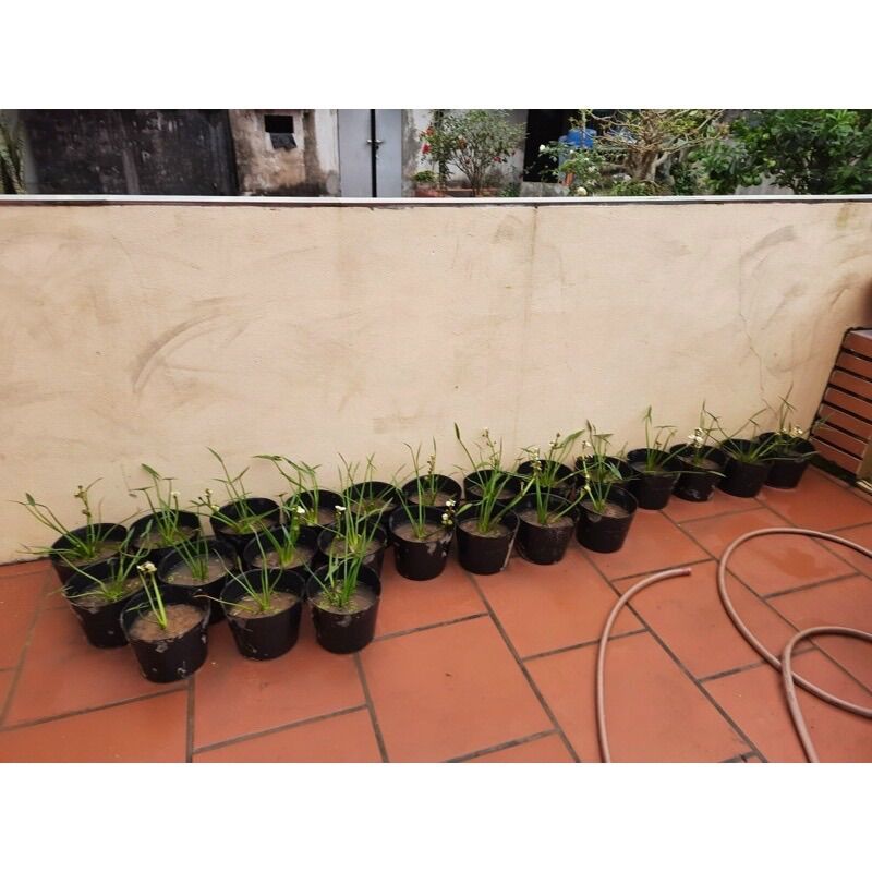 Chậu Nhựa Đen C9 Bít Lỗ (22X17Cm) Trồng Sen, Tách Form Cá Betta