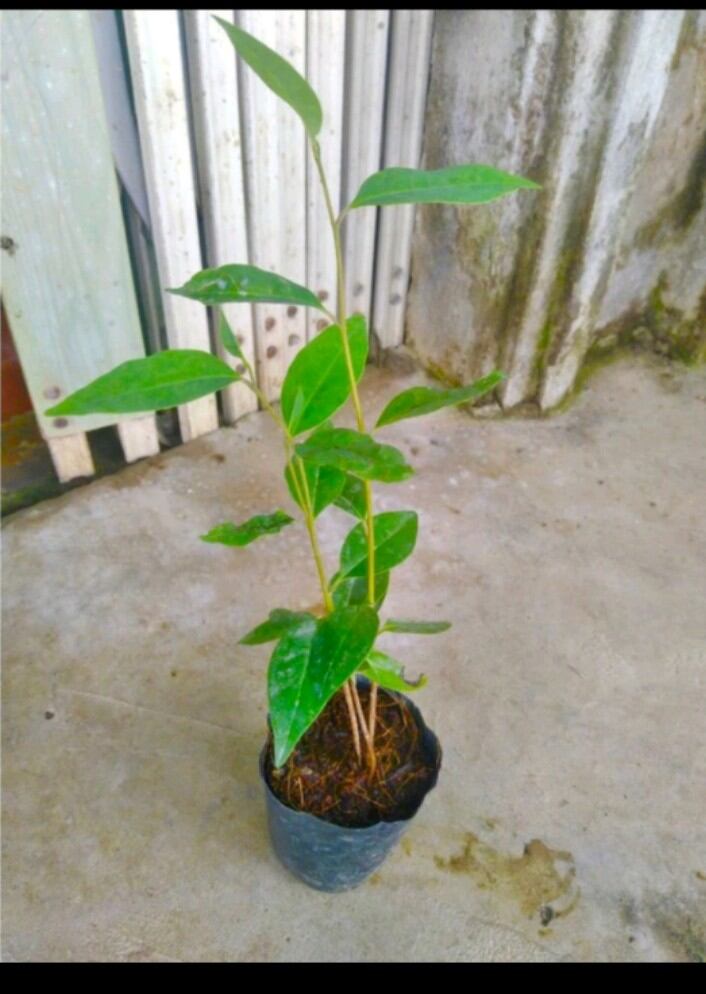 Cây giống bình bát bầu đất cao hơn 20cm
