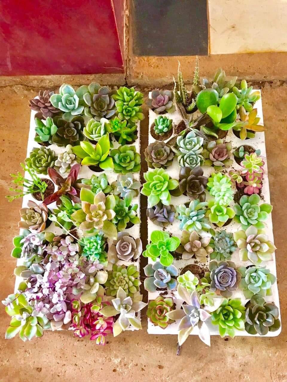 COMBO 2 vĩ 20CÂY SEN ĐÁ SIZE MINI 🍄HƯ 1 ĐỔI 1 ❄️ FARM HẠT GIỐNG TRỜI BAN 🥰