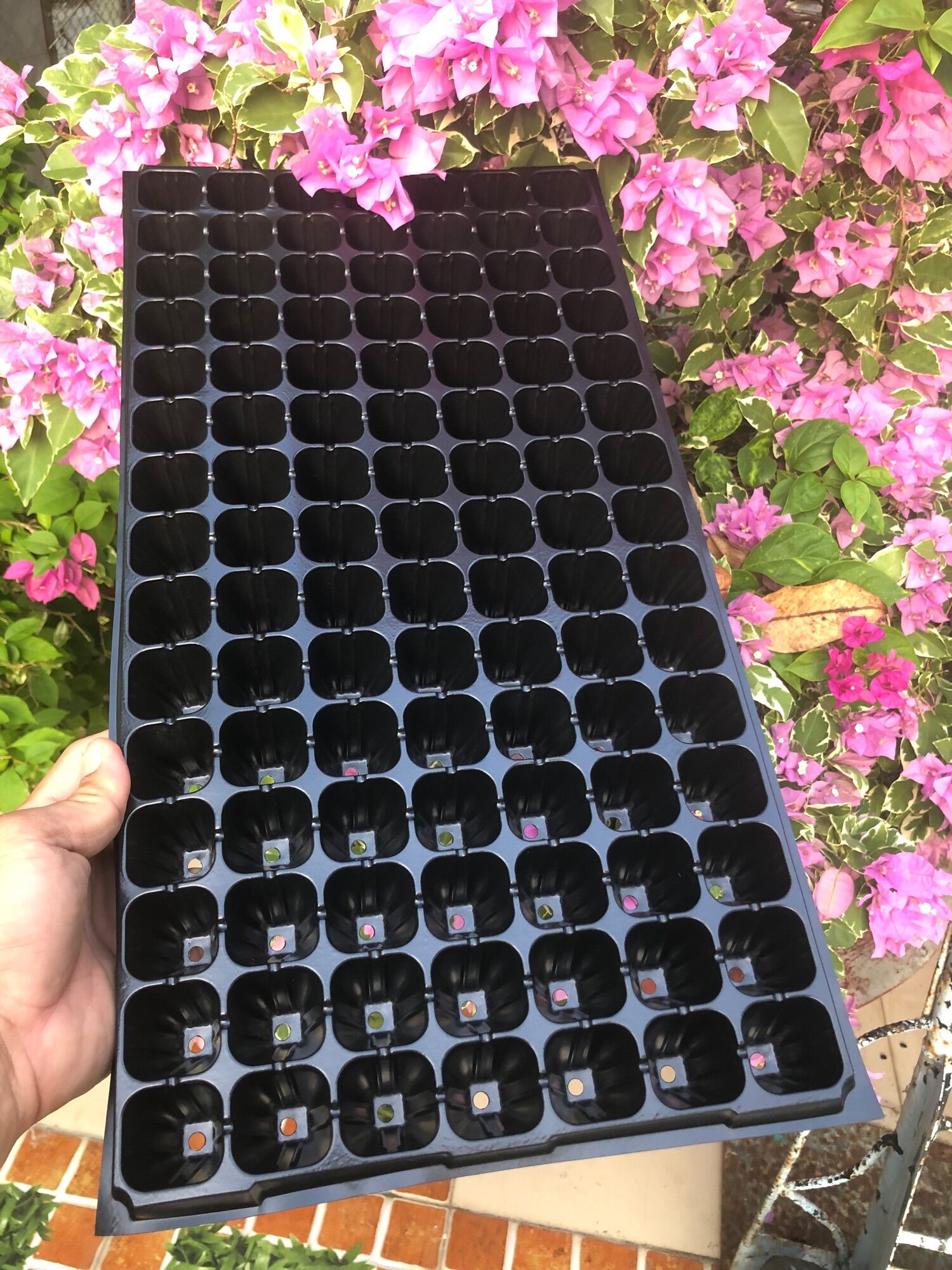 Khay ươm hạt giống 72 lỗ ,105 lỗ ,128 lỗ