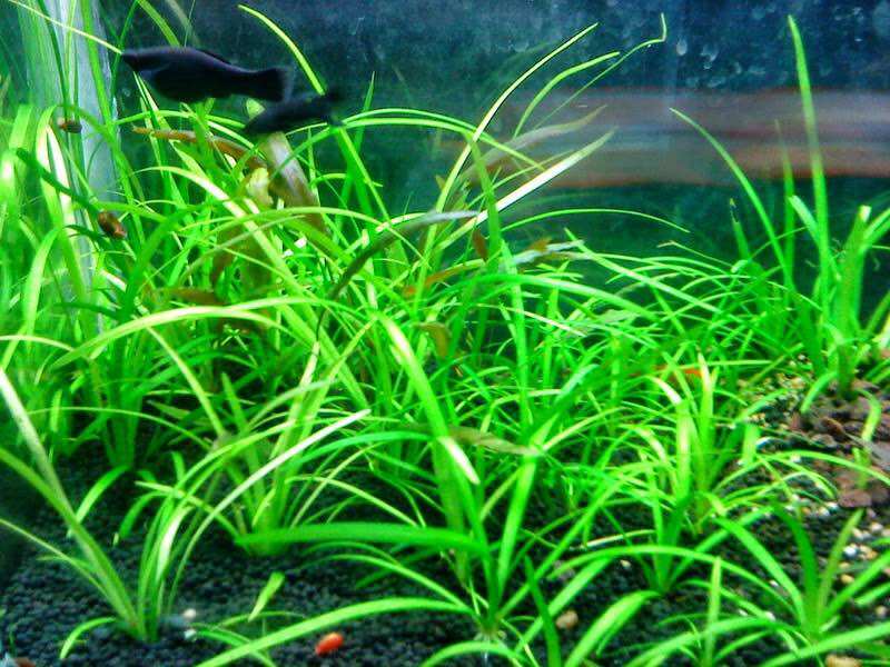 CÂY CỎ THÌA THỦY SINH-40K/10NGỌN