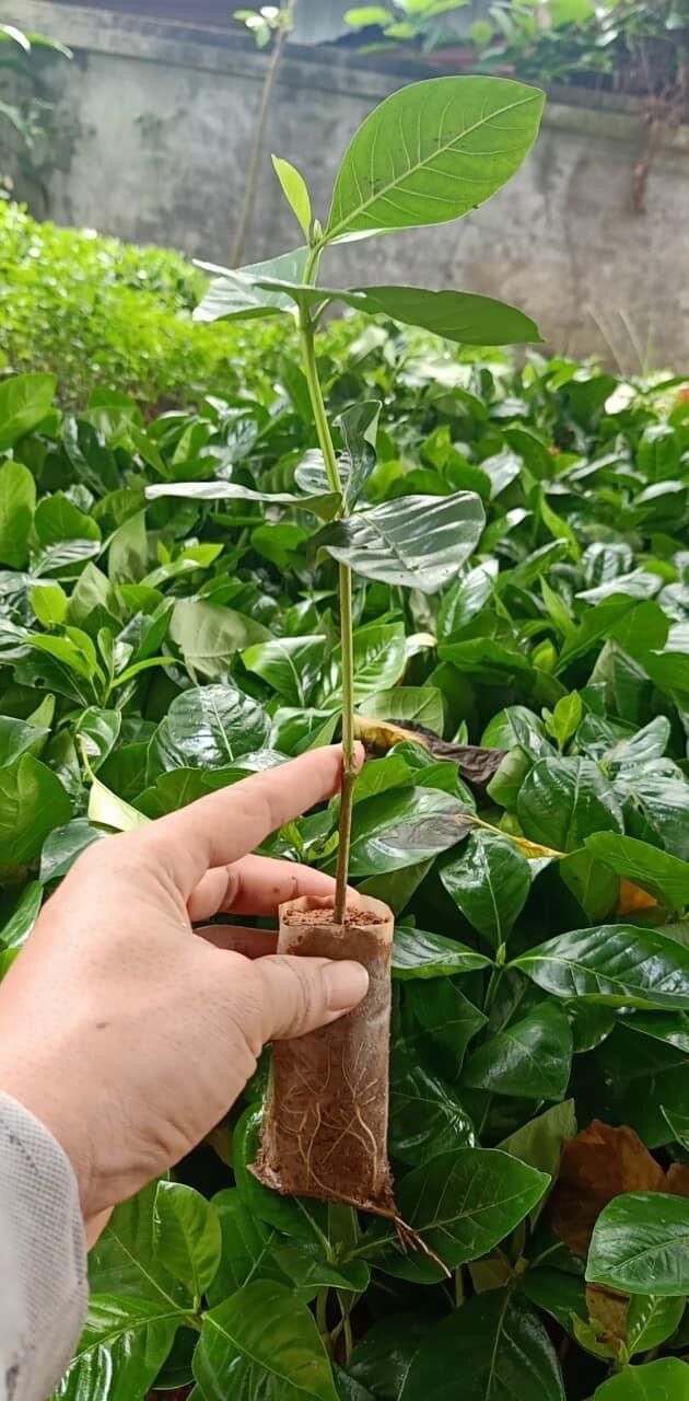 Cây giống hoa bạch thiên hương