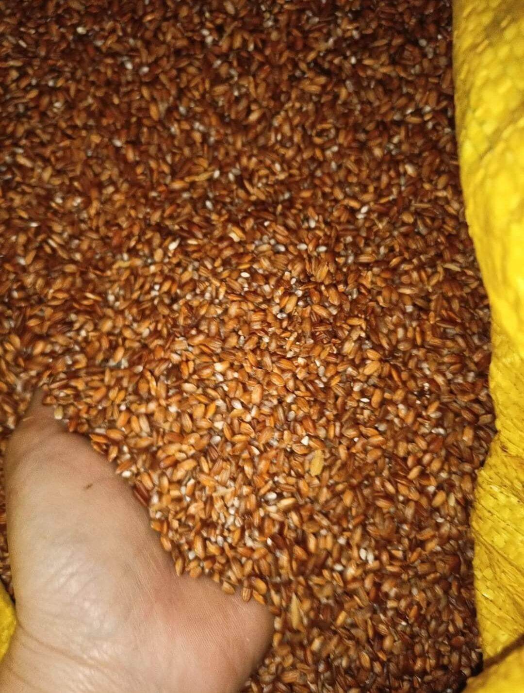 Gạo rẫy Trà My FAP BOSS