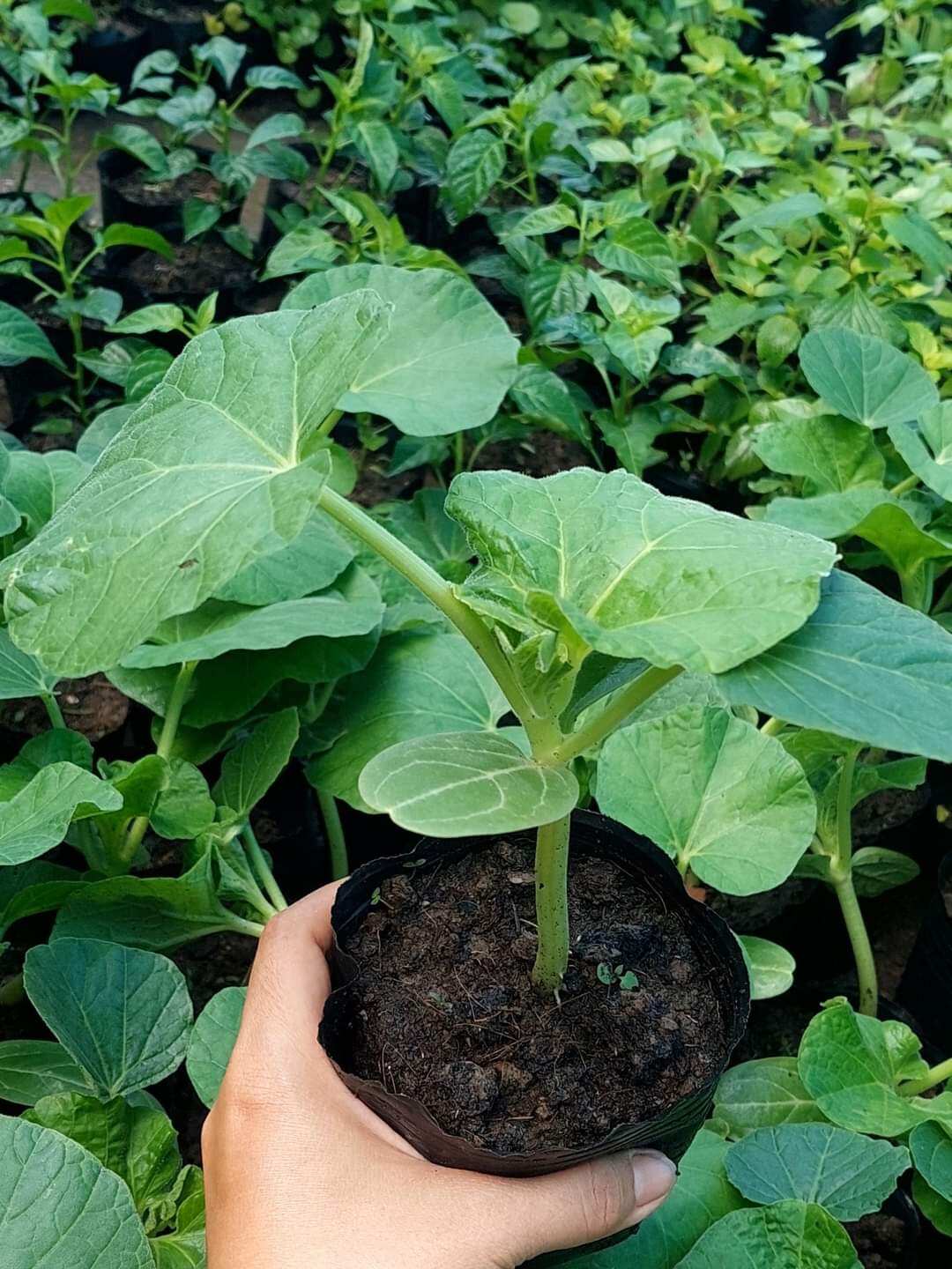 CÂY GIỐNG - 1 cây BẦU ƯƠM SẴN BẦU ĐẤT