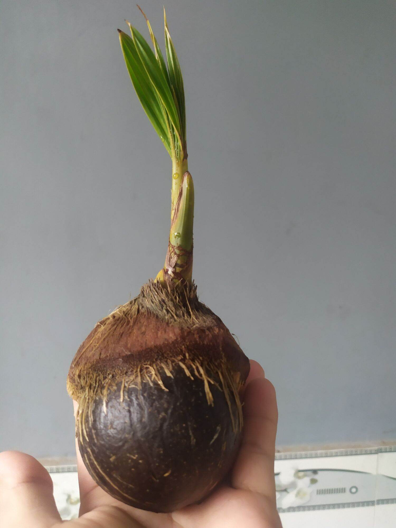 Phôi Dừa Bonsai mini - Đã đánh bóng gáo và lên lá