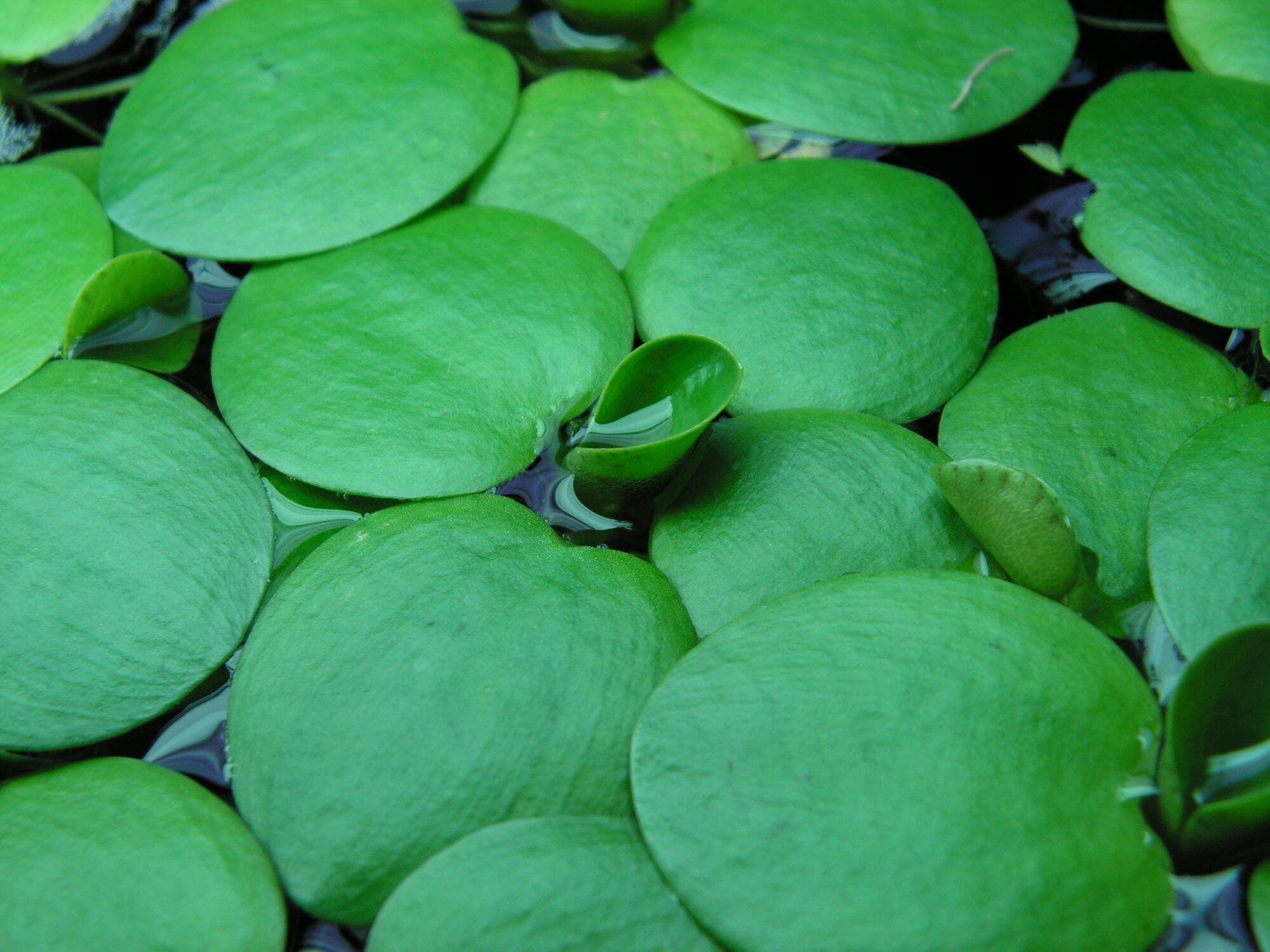Bèo nhật thủy sinh