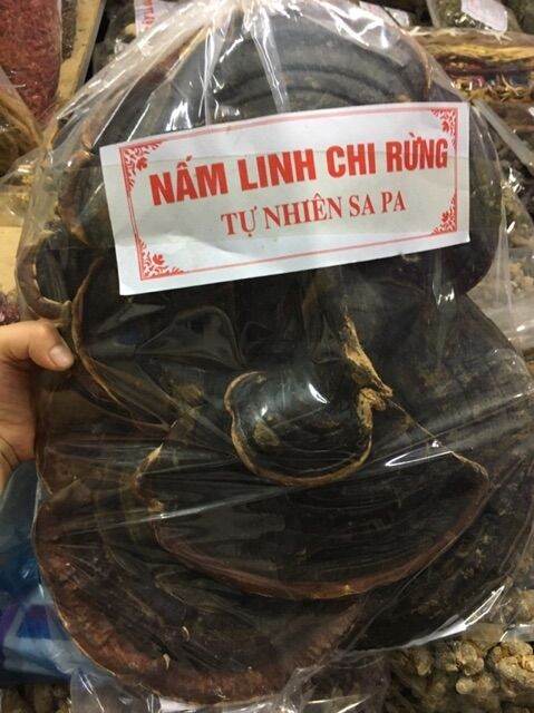 500g nấm linh chi rừng tự nhiên