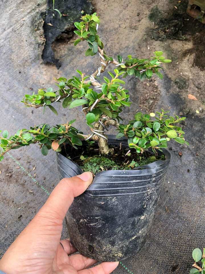 Cây sam núi trái bonsai mini để bàn