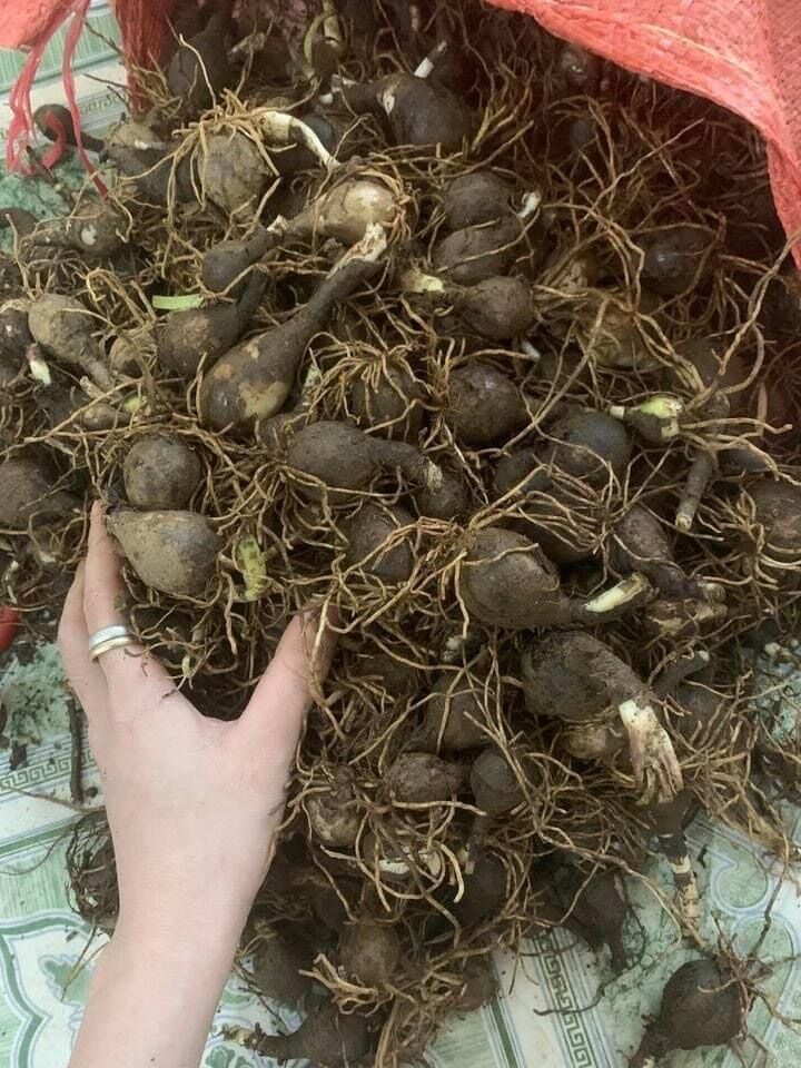 Củ hoa Huệ mưa ngoại(10 củ) HOA TẾT
