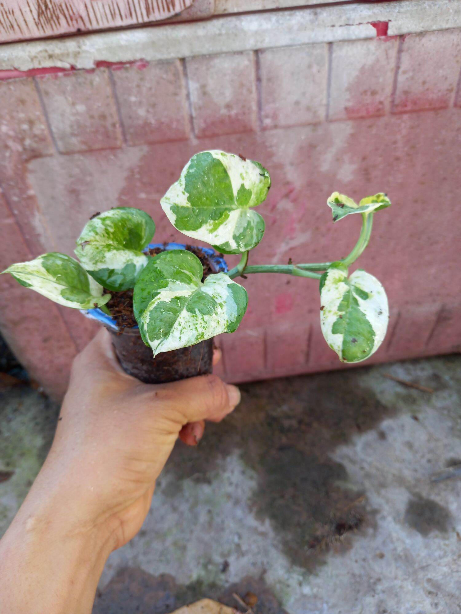 Trầu bà cẩm thạch