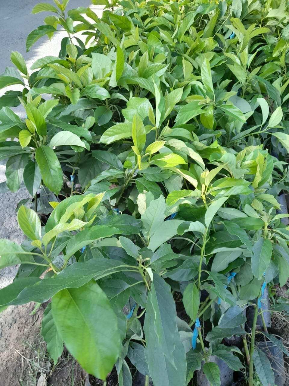 CÂY BƠ  SÁP 034,Bơ trái dài dẻo,hạt lép