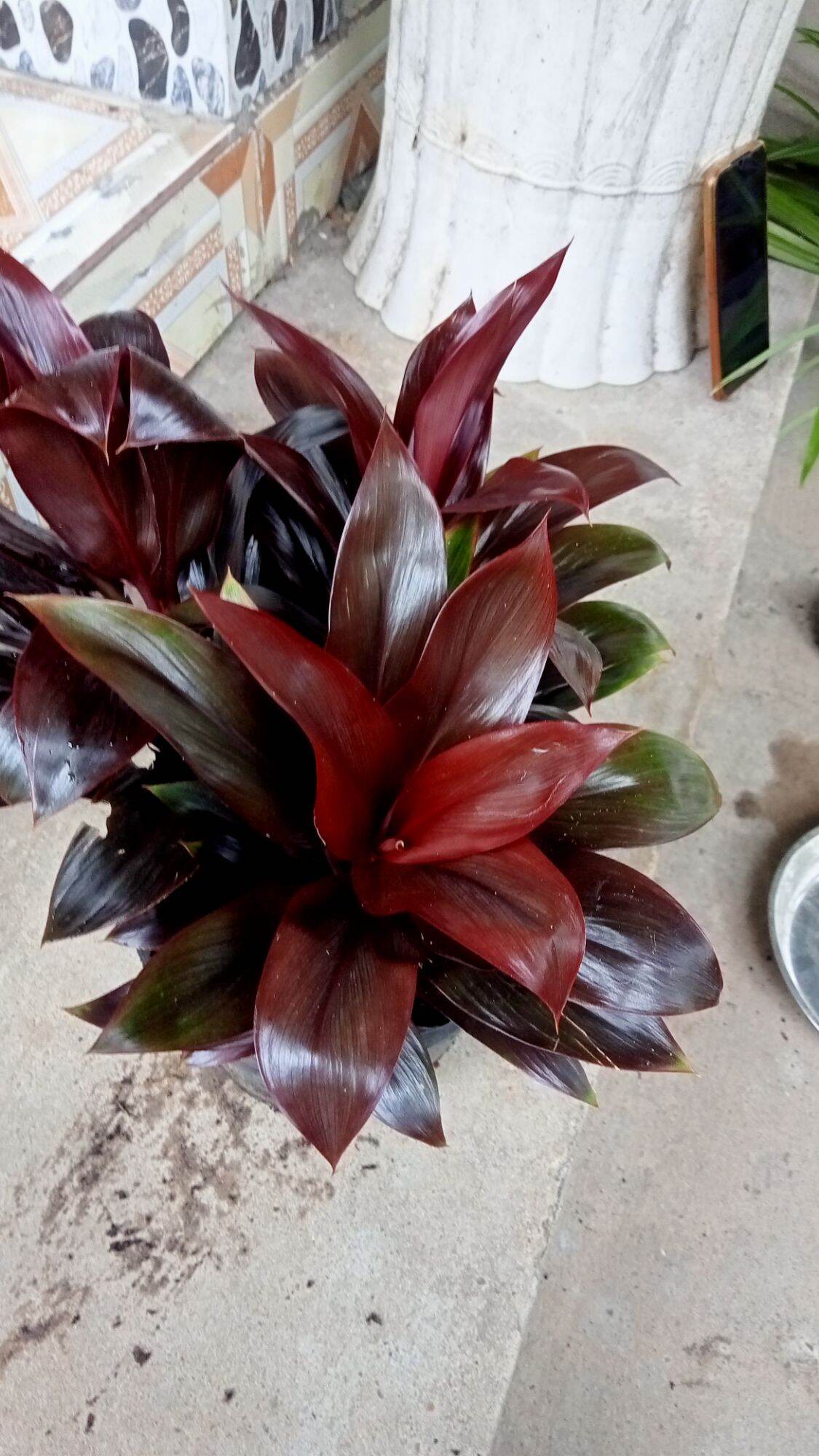 Cây phát tài hồng kông lá nhỏ🌱 cây mang đến nhìu tài lộc cho gia chủ