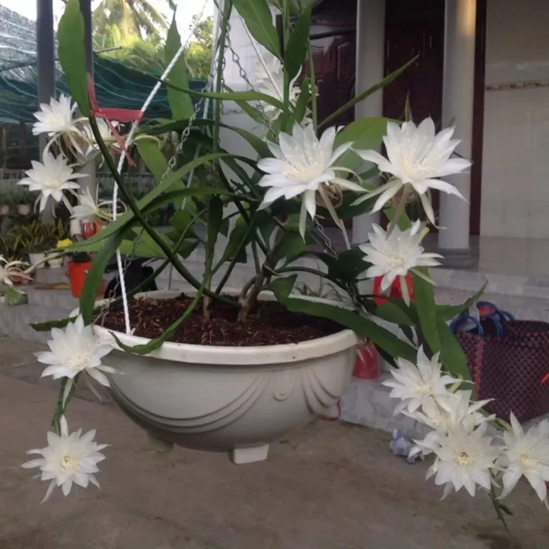 Cây Nhật Quỳnh  ( hoa thơm nở quanh năm)