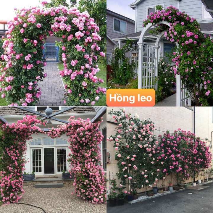 Gói hạt giống cây hoa hồng leo siêu đẹp