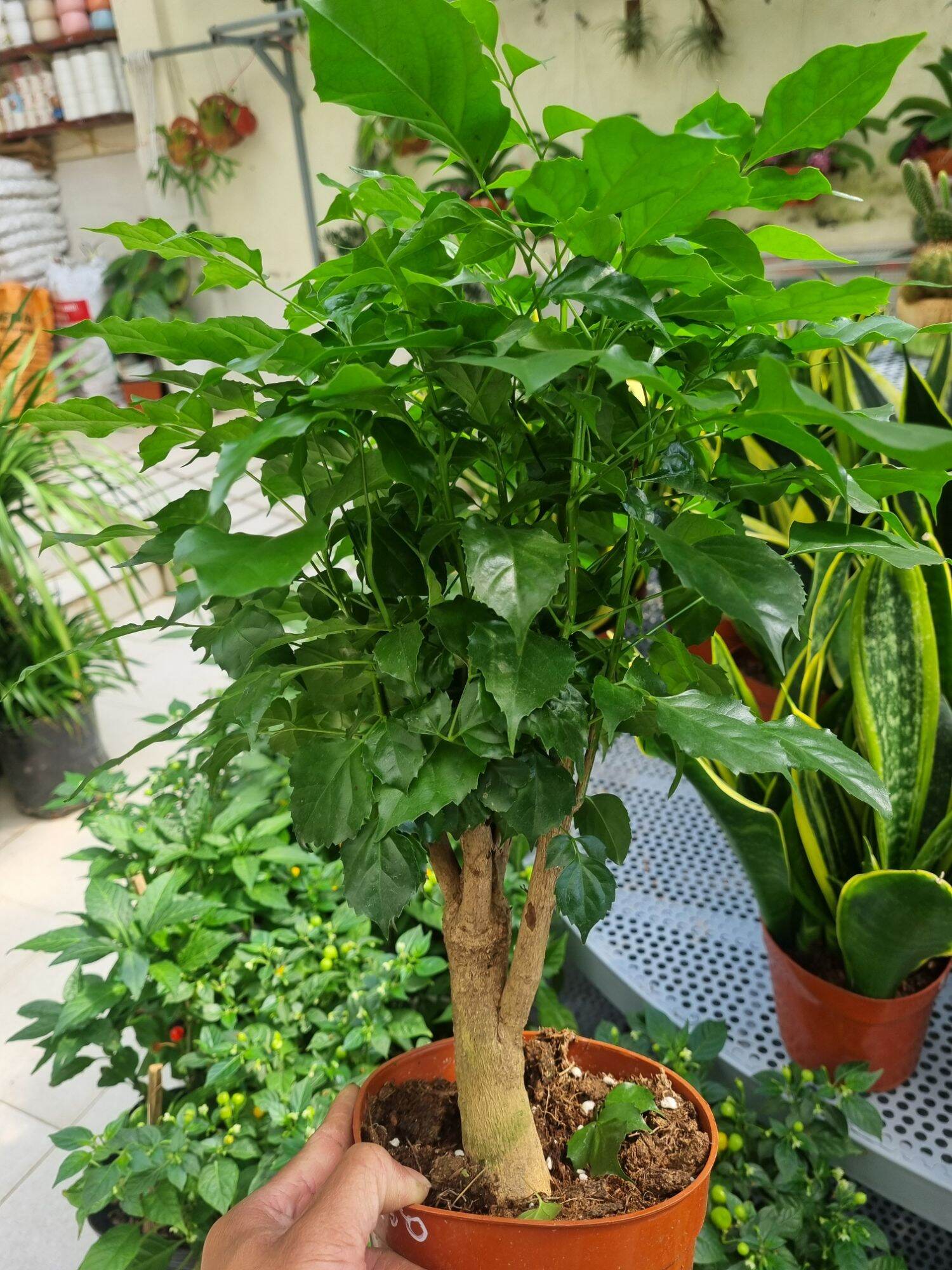 Chậu Cây hạnh phúc  - cây để bàn