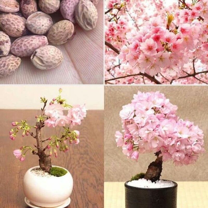 Hạt giống hoa Anh Đào NB(5 Hạt)