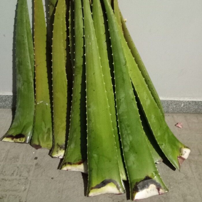1kg nha đam tươi bẹ to giống Mỹ