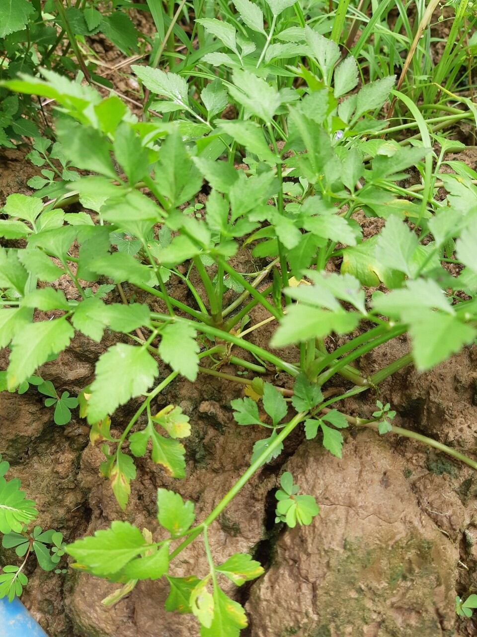 Cây rau cần nước