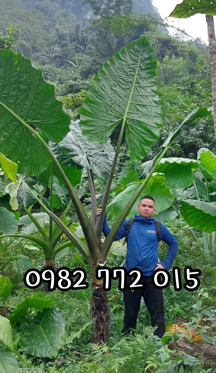 Ráy voi tím khổng lồ gửi củ cao 1m.