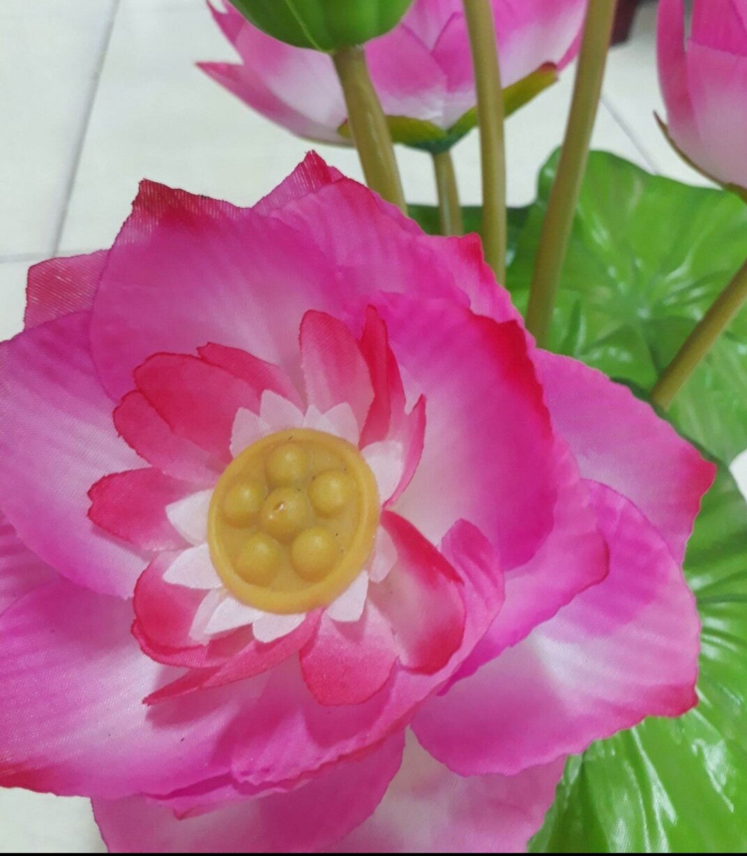 Hoa sen vải  gương sen nhỏ