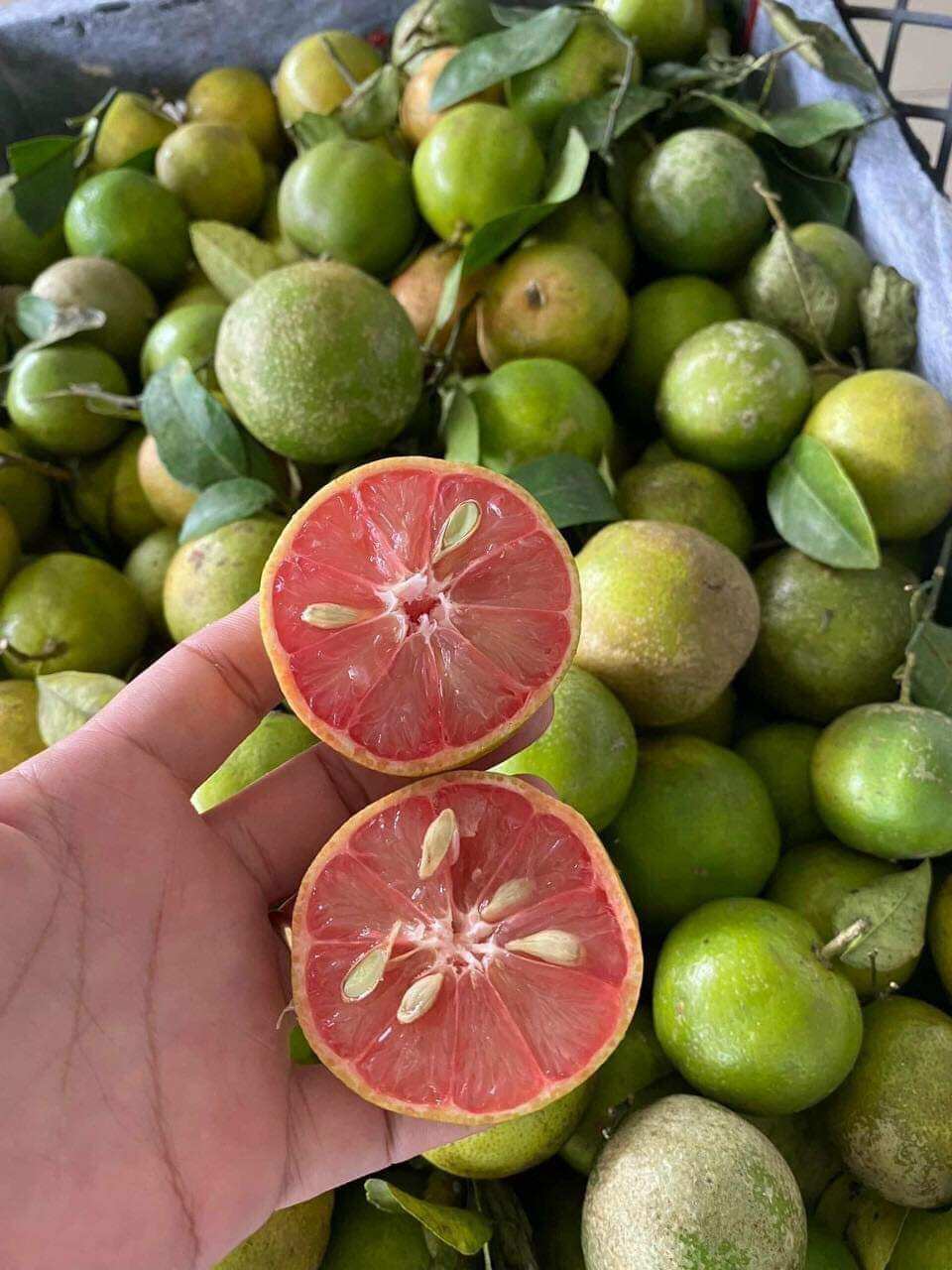 chanh đào tươi 1kg