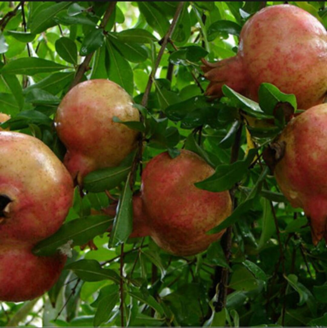 Cây giống lựu thái