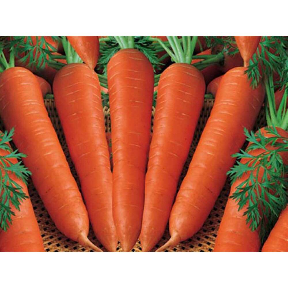 Hạt giống củ cà rốt - gói 5gr