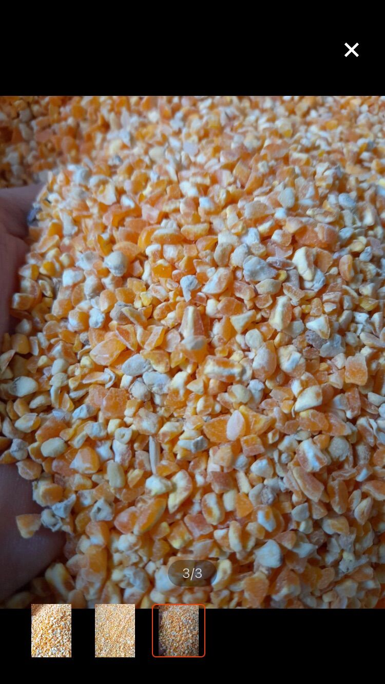 Bắp bể cho chim , gà 1kg