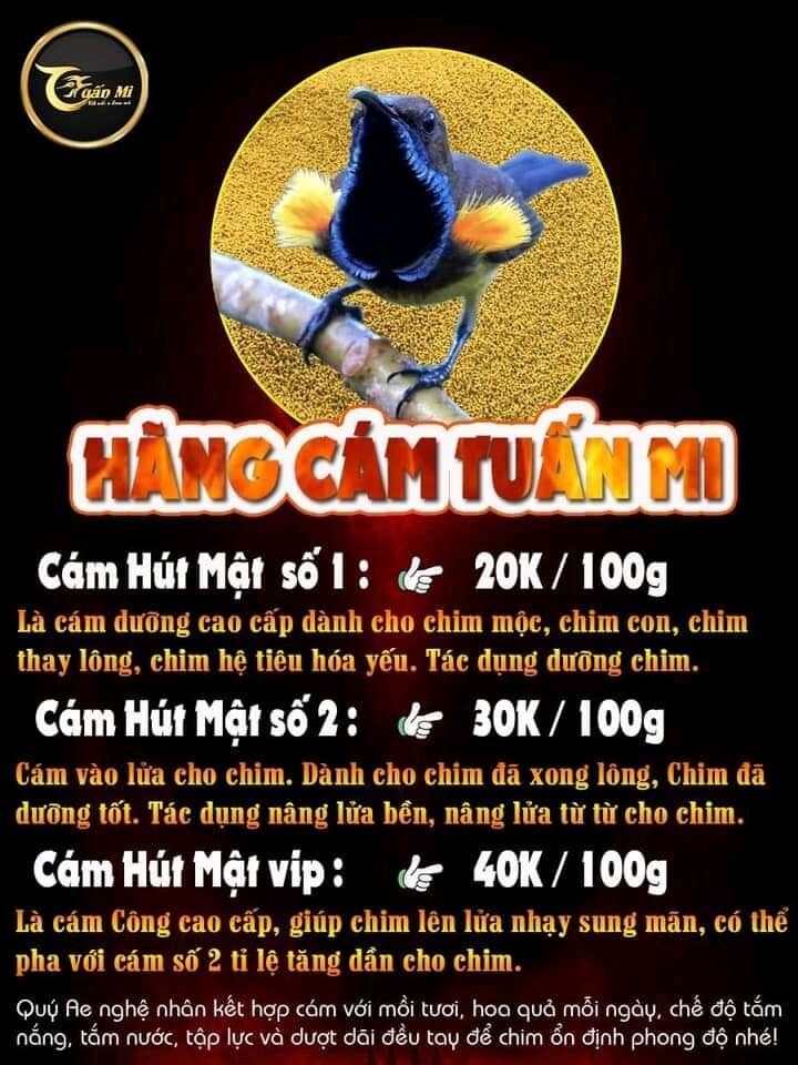 Cám Hút Mật Số 2 ( Tuấn Mi )
