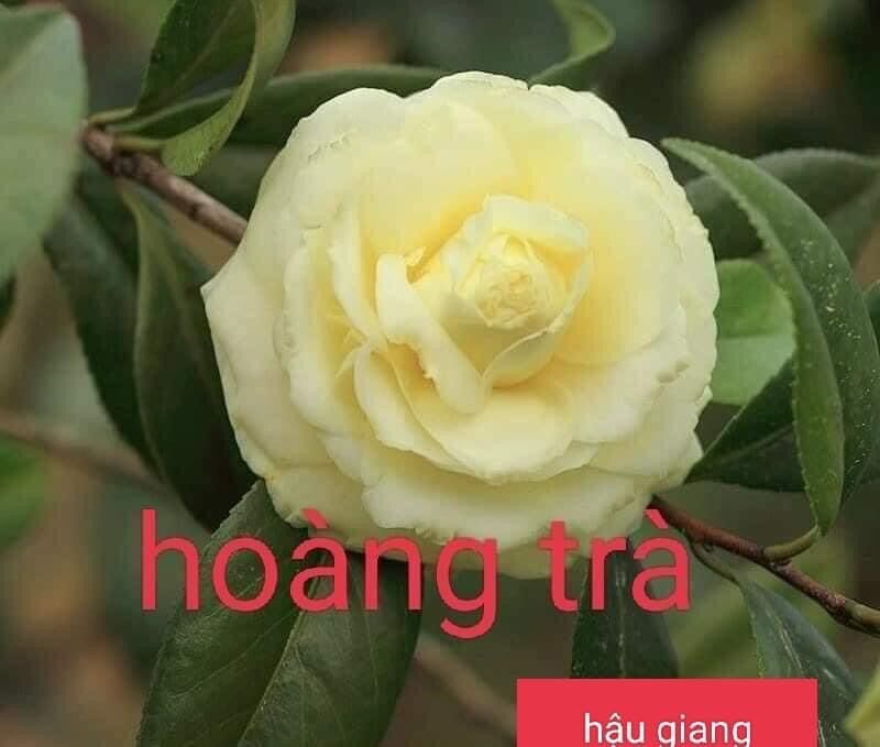Cây Giống Trà My Cổ(1 bầu cây giống)