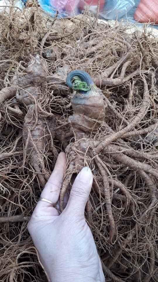 500g củ tam thất tươi Tây Bắc